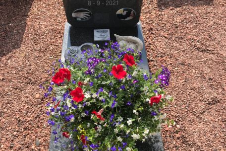 Ein Katzengrab im „„Le Paradis des Animaux“ in Lüttich