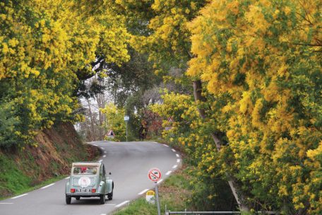 Zur Blütezeit sind die Straßen auf Teilen der Mimosenroute von einem gelben Farbenmeer umgeben
