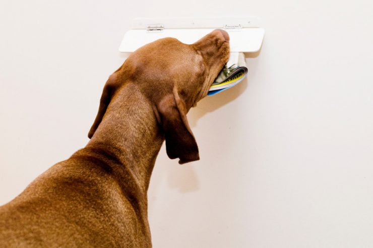 Ratgeber für Tierfreunde / Warum Hunde auf Postboten reagieren