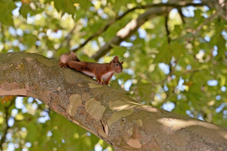 Umweltministerium / Ein Plan für mehr Naturschutz in Luxemburg