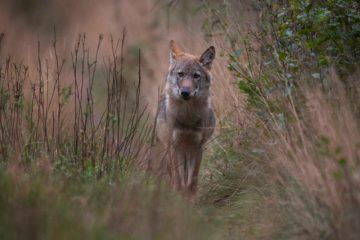 Sichtung in Luxemburg / Spaziergängerin trifft beim Gassigehen in der Nähe von Trotten auf einen Wolf