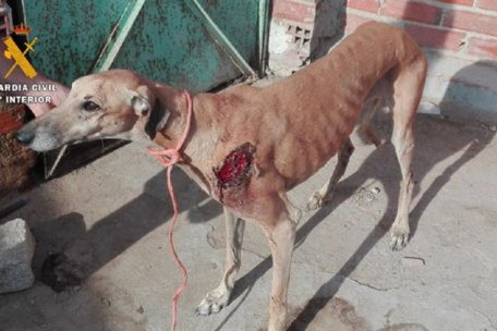 Misshandelt, krank und halb verhungert: So geht es vielen ausgesetzten Jagdhunden in Spanien
