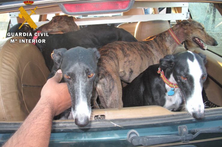 Das Leiden der Galgos / Spaniens gequälte Jagdhunde: Tausende werden jährlich ausgesetzt oder getötet