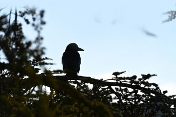 Luxemburg-Stadt / Laut und lästig: So will die Hauptstadt mit den (geschützten) Krähen umgehen