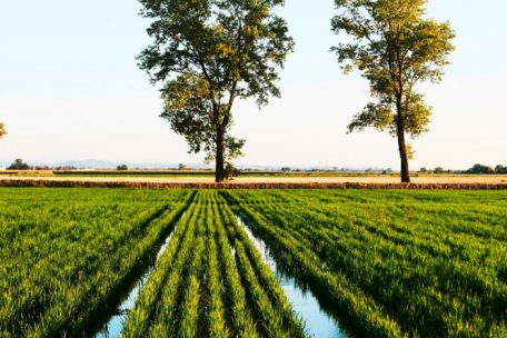 Blick ins Reisfeld: Der Reis für die glutenfreien Backwaren von Chambelland kommt aus der Po-Ebene in Italien