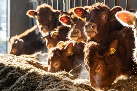 330 Rinder sollen hier gehalten werden