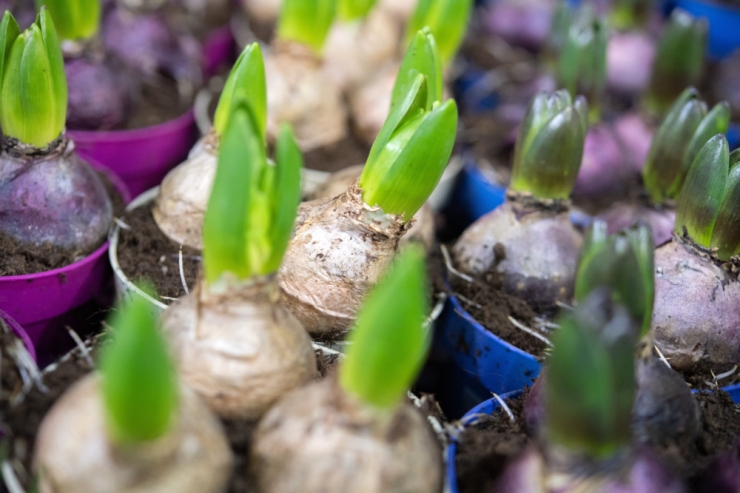Bevor es ins Freie geht  / Vorgezogene Frühblüher brauchen Frostschutz