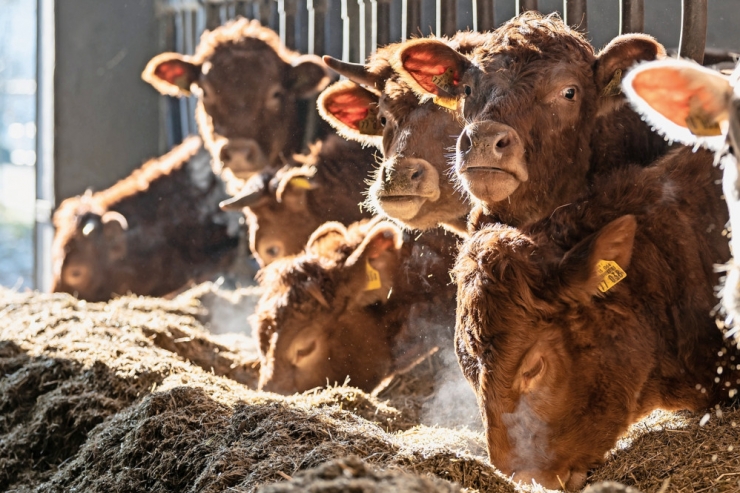 Tierschutz Luxemburg / Mehr als 13.000 Nutztiere in den vergangenen fünf Jahren wegen Tierquälerei eingeschläfert