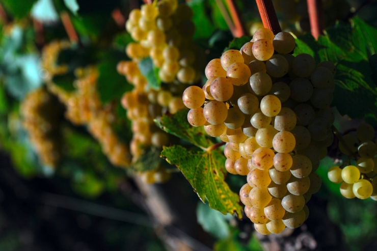 Vinophiler Streifzug  / Chardonnay – der Weltstar unter den Weinen