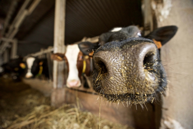Serbien / Belgrad versucht, die heimischen Milchbauern vor EU-Konkurrenz zu schützen