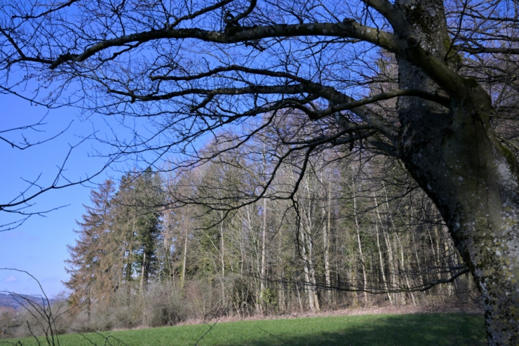 Editorial / Der Wald leidet still
