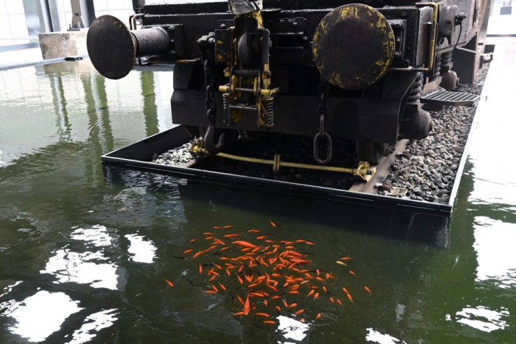 Schuppige Bewohner / Goldfische in Eisenbecken: Ausgesetzte Haustiere werden zu Belval-Maskottchen
