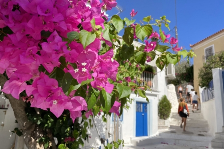 Vor den Hauseingängen in Poros blühen Bougainvilleen in kräftigem Rosa