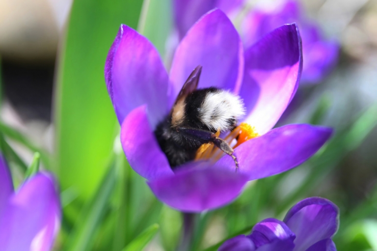 Blütenliebhaber / Da summt und brummt was: So holen Sie Hummeln in den Garten