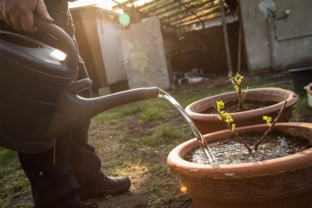 Vieles wird teurer, aber dieses Hobby nicht / So gelingt Gärtnern für kleine Budgets