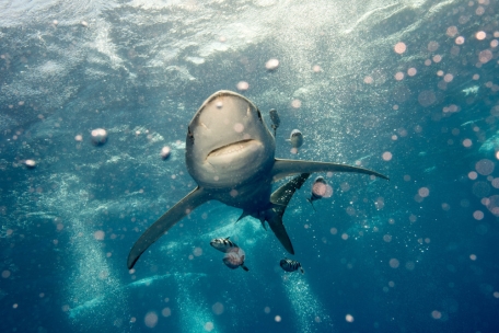 Der Haifisch kommt in allen tropischen bis gemäßigten Meeresgebieten vor. Dabei stellt er die wahrscheinlich am weitesten verbreitete Art aller Knorpelfische dar.