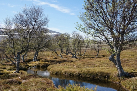 Oase wird diese kleine Baumgruppe im Nationalpark genannt – angesichts der Einöde herum ist das gar nicht so weit hergeholt