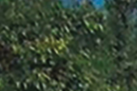 Quergelesen / Stirbt der Wald, naht das Ende der Welt