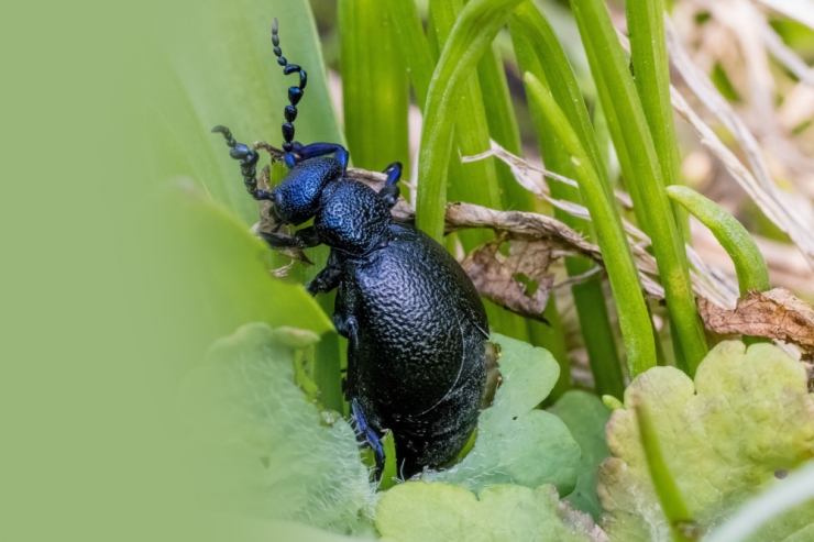 Vorsicht geboten / Gift an Ölkäfer-Beinen reizt die Haut