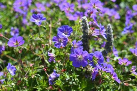 Tipps für einen grünen Daumen / Wie Bodendecker den Garten beschützen