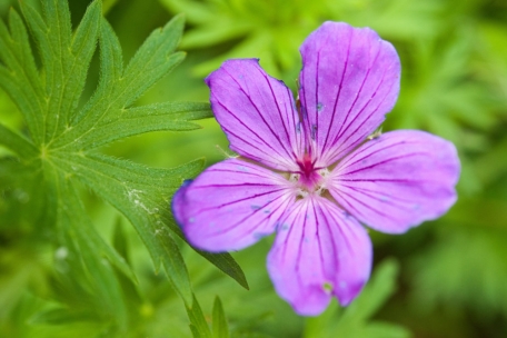 Der Blut-Storchschnabel verträgt Sonne und Trockenheit