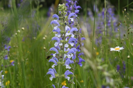 An sonnigen, trockenen Standorten macht sich der Wiesensalbei gut