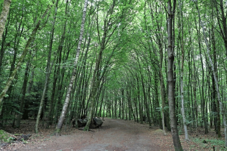 Luxemburg-Stadt / Zu Fuß durchs Grüne: Wie Menschen die hauptstädtischen Wälder nutzen