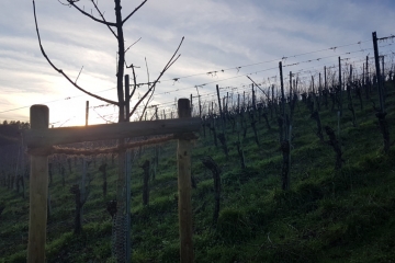 Pilotprojekt in Remich fördert Artenvielfalt / „Ein Obstgarten mitten im Weinberg“