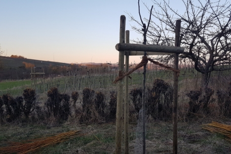 Auf diesem Bild der Lage „Joala“ sieht man die Symbiose aus Sträucher- und Obstbäumen am Rande des Weinbergs. Das Gehölz und abfallende Blätter sorgen für zusätzliches organisches Material, das zur Bodenverbesserung dient