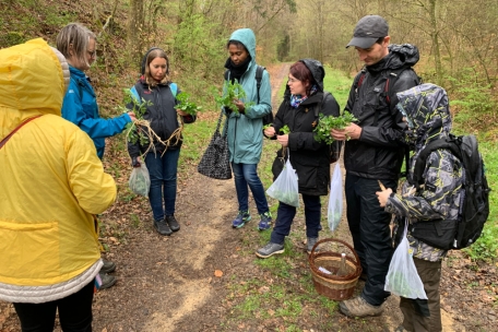Bestimmung von giftigen Doppelgängern – Wiesenkerbel, Wald-Engelwurz, Giersch, Wiesen-Bärenklau und Taumel-Kälberkopf