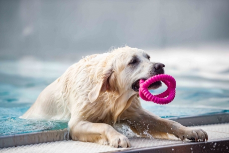 Das Datum für das diesjährige „Muppeschwammen“ ist noch nicht bekannt
