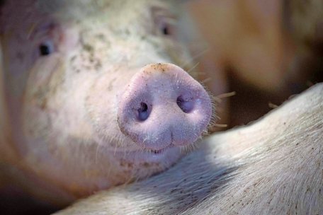 Auch Schweine sind Lebewesen mit Gef&uuml;hlen und Schmerzempfinden