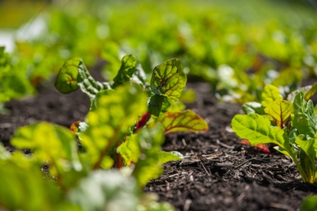 Ernährung  / „Geméiswierk“: Von der Schülerin zur Geschäftspartnerin 