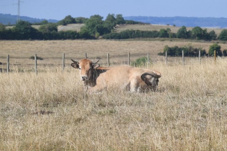 „Kein Landregen“ / Regierung ruft zum Wassersparen auf– Regen kommt nächste Woche wohl eher als Gewitter