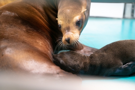 Ganz die Mama: Schon „Shouka“ wurde in Amnéville geboren