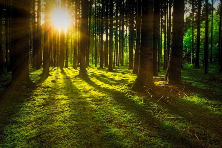 Friedhöfe / Zurück zur Natur: Immer mehr Menschen wollen im Wald die letzte Ruhe finden