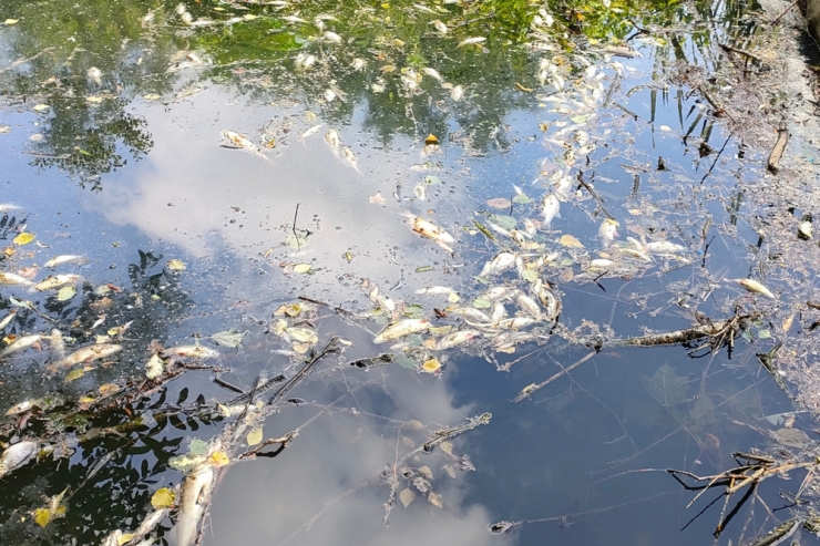 Esch / Größeres Fischsterben in der Dipbech: Zu wenig Sauerstoff im Bach