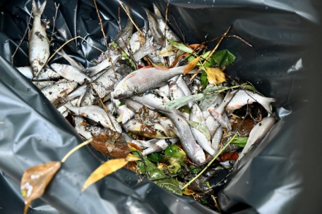 60 kg tote Fische wurden am Montag aus der Dipbech gezogen