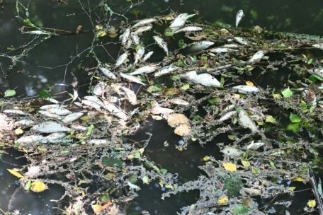 Die toten Fische trieben auf der Wasseroberfläche des Dipbech