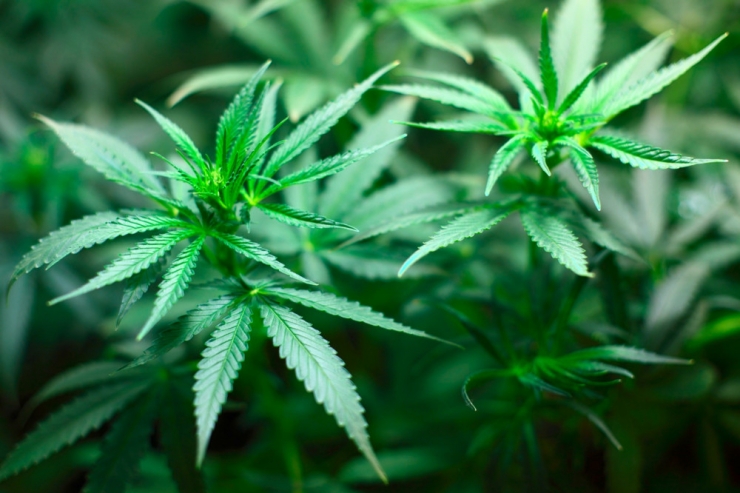 Cannabis / Tütenkrepierer – Diese Legalisierung ist kein Grund zur Freude