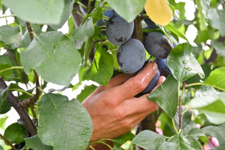 Obst- und Gem&uuml;seanbau leben von manueller Produktion, da man nicht viel mechanisieren kann