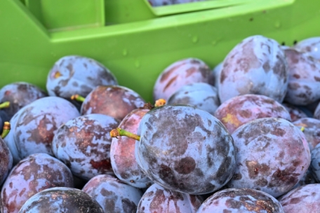 Der Hof von Jean-Claude Muller ist gerade mitten in der Pflaumen-Erntezeit