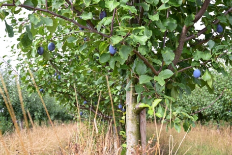 In Luxemburg werden auf einer Fl&auml;che von etwa f&uuml;nf Hektar Zwetschgen angepflanzt
