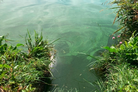 Datenerhebung / Blaualgen können Behörden nun über App gemeldet werden