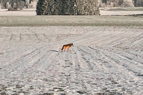 Ein Autofahrer fotografierte im Januar 2022 bei Wintger einen Wolf