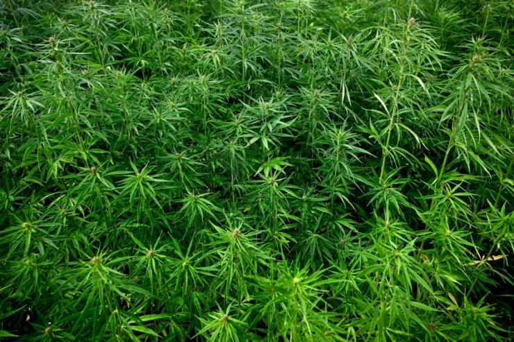 Leserforum / Eine Regierung, die die Jugend zu mehr Cannabiskonsum motiviert, verdient, vom Wähler abgestraft zu werden