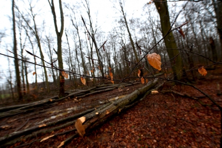 Die Dürreperioden im Sommer machen den Bäumen heftig zu schaffen