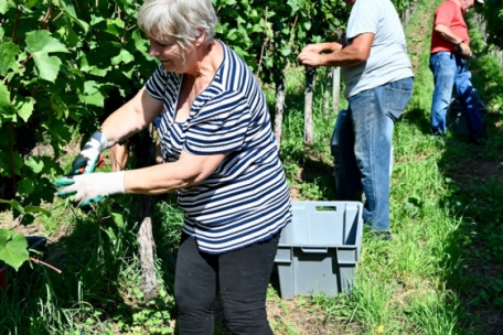 Nach der Lese kommt die dieses Jahr aufwändige Sortierarbeit: Faule Trauben müssen von den gesunden getrennt werden