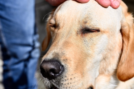 Auch ein Profi mag es, gestreichelt zu werden