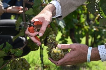 Weinbau / Gemischte Gefühle bei den Winzern: Gute Qualität, aber keine leichte Ernte